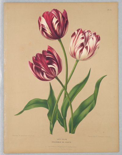 Késői tulipánok / Bybloemen vagy Violets alkotó: Unknown artist