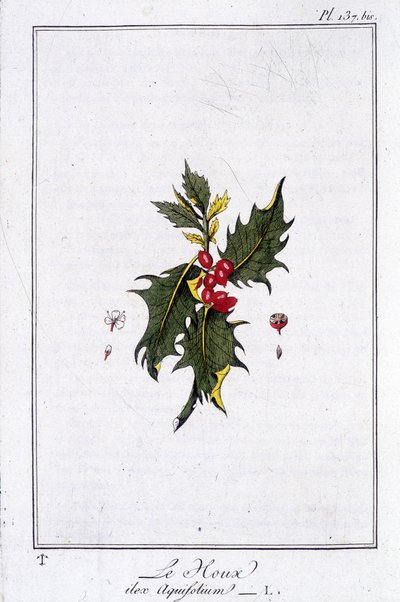 A magyal (Ilex Aquifolium) – „Gyakorlatok a botanikából a kereskedők számára”, írta J.C. Philibert, Imprimerie de Crapelet, Párizs alkotó: Unknown artist