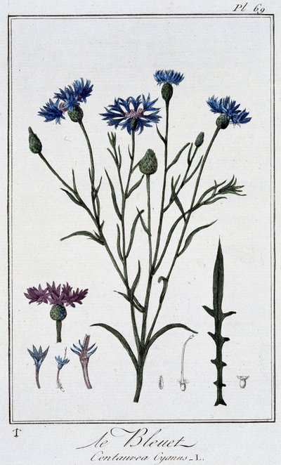 A búzavirág (Centaurea Cyanus) – a „Növénytani gyakorlatok kereskedők számára” című könyvében, írta J. C. Philibert, Imprimerie de Crapelet, Párizs alkotó: Unknown artist
