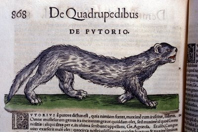 Le fertois - in Historia Animalium, Conrad Gesner (1516-1565), Tiguri alkotó: Unknown artist