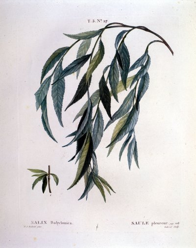 Sírófűz (Salix babylonica) levele. alkotó: Unknown artist