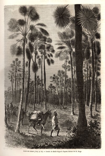 Mage hadnagy karavánja Niger felé halad, és átkel egy óriási pálmafákkal teli erdőn a mali Damfa tartományban. Metszet M. Mage hadnagy nyugat-szudáni utazásának illusztrálására, 1863-1866 között, megjelent a „Le tour du monde, nouve” alkotó: Unknown artist