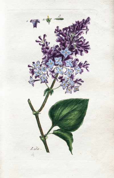 Lilac alkotó: Unknown artist