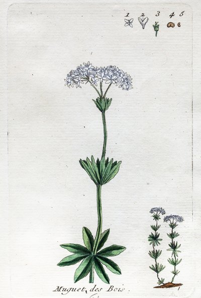 Lily of the Valley vagy Sweet Woodruff alkotó: Unknown artist