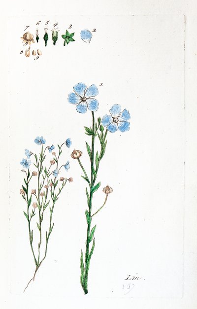 Vászon alkotó: Unknown artist