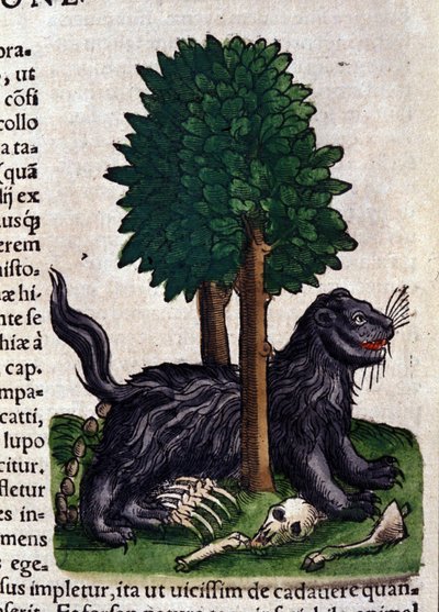 Oroszlán. in Historia Animalium, Conrad Gesner (1516-1565), Tiguri alkotó: Unknown artist