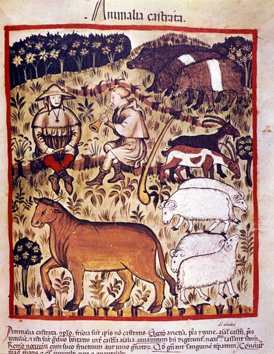 Állatállomány, juh, kecske és sertés. Megvilágítás az orvostudomány és a dietetika fejéséből "" Tacuinum sanitatis"" alkotó: Unknown artist