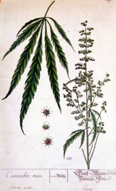 Hím kannabisz növény. 19. századi metszet. alkotó: Unknown artist