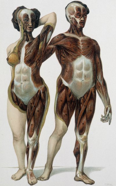 Férfi és nő megnyúzva: izmok - orvosi könyv, 19. század vége alkotó: Unknown artist