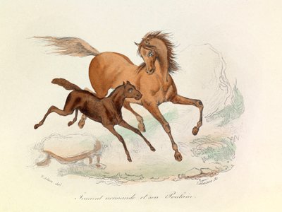 Normande kanca és csikója Linneene és Cuvier nómenklatúrája szerint osztályozva és elnevezve (metszet) alkotó: Unknown artist