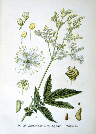 Mézédes alkotó: Unknown artist