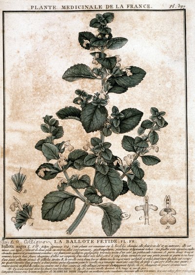 Franciaországból származó gyógynövény: a csípős belotte. alkotó: Unknown artist