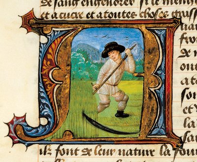 Gyógyszer: búzát kaszáló paraszt. Miniatűr Aldebrande de Florence (Aldebrando) Az orvostudományról szóló traktátusából alkotó: Unknown artist