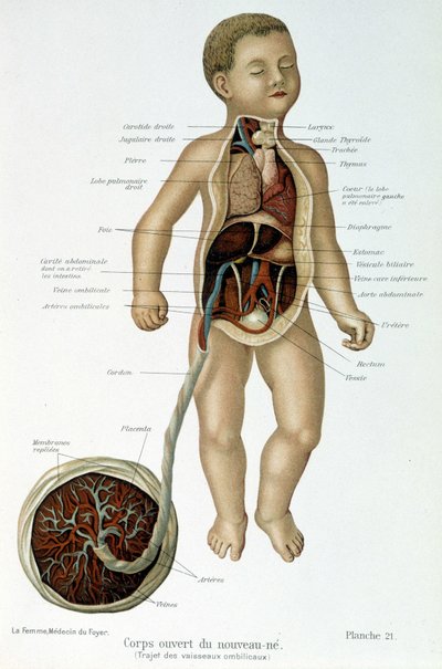 Gyógyszer: újszülött (mellrészben bőrös). alkotó: Unknown artist