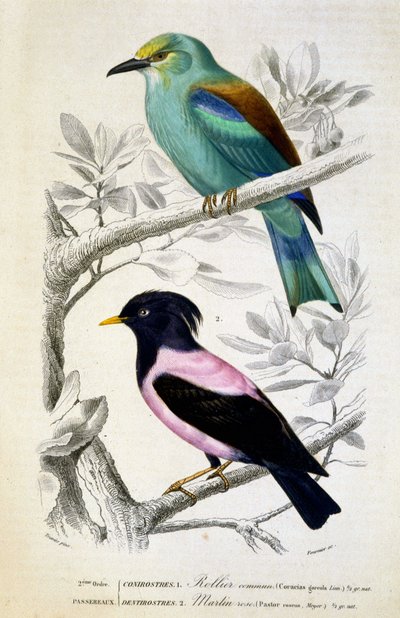 Természettudományi tábla: Madarak: Rollier commun et martin rose – in „” Works of Buffon, T.5, szerk. Fume Jouvet & Cie alkotó: Unknown artist