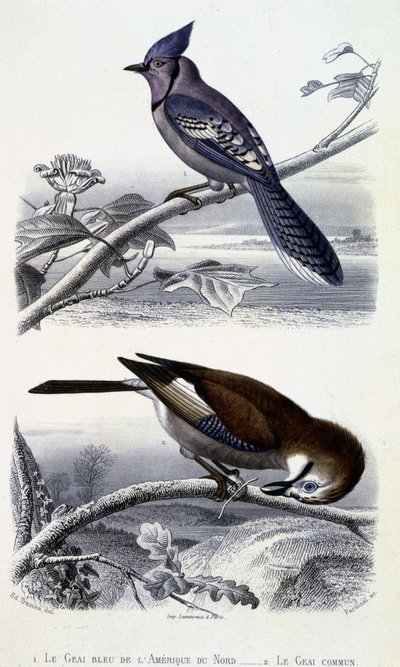 Natural History Plate: Birds: The Blue Jay of North America and the Common Jay - in "" Works of Buffon, T.5, ed. Fume Jouvet & Cie alkotó: Unknown artist