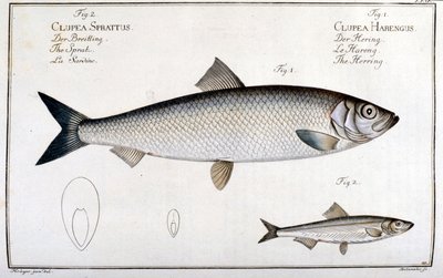 Természettudományi tábla: hering (1) és szardínia (2), Marc Elieser Bloch Ichtyologie Párizs - Berlin - London 1787. alkotó: Unknown artist