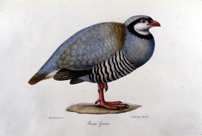 Egy görög fogolyt ábrázoló természetrajzi tábla. 19. századi metszet. alkotó: Unknown artist