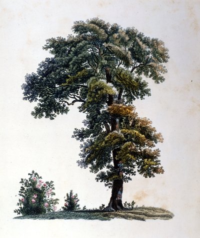 Tölgy. 19. század eleji metszet. alkotó: Unknown artist