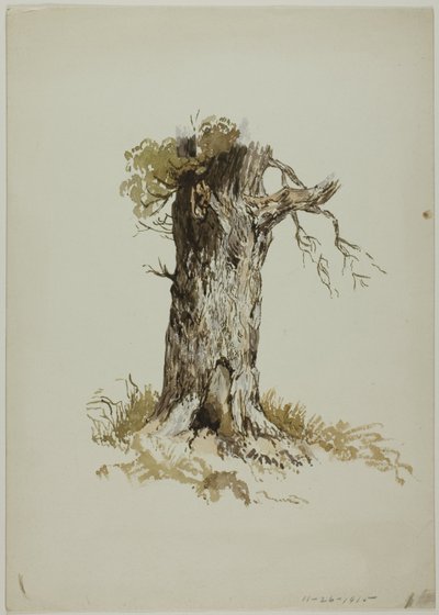 Régi fatörzs (recto); Régi fatörzs (verso) alkotó: Unknown artist