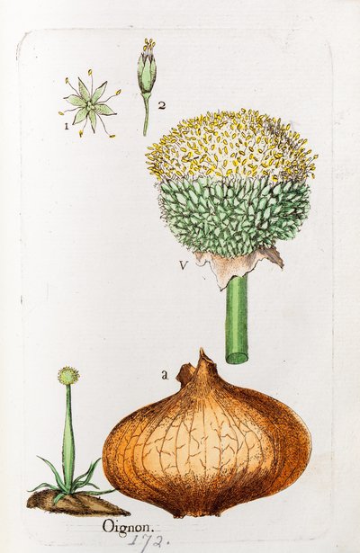  alkotó: Unknown artist