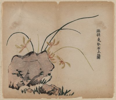 Orchidea a sziklákon alkotó: Unknown artist