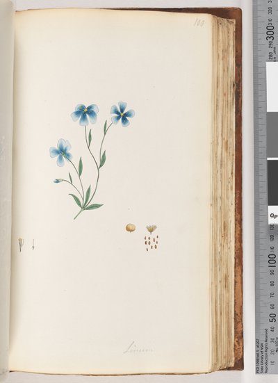 100. oldal Linum alkotó: Unknown artist