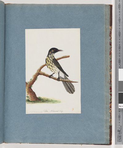 100. oldal New Holland Honeyeater. Certhia Nova Hollandiae alkotó: Unknown artist