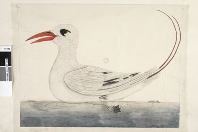 100. oldal Phaeton Red, farkú trópusi madár Phaethon rubricauda, 1791-92 alkotó: Unknown artist