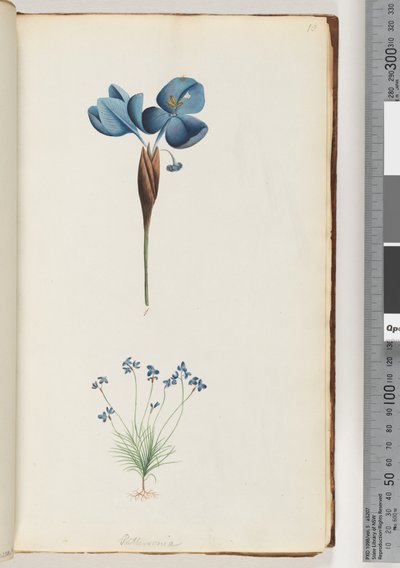 10. oldal Pattersonia alkotó: Unknown artist