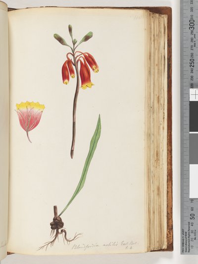 110. oldal Blandfordia nobilis Exot. Bot / t. 4. Karácsonyi harangszó alkotó: Unknown artist