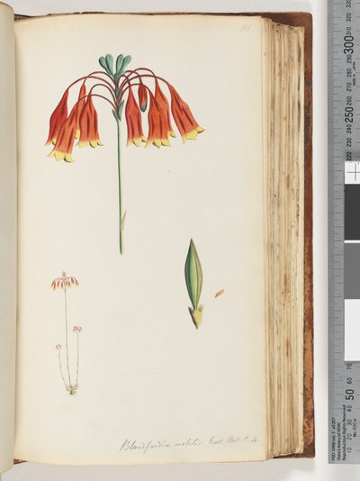 111. oldal Blandfordia nobilis Exot. Bot. t. 4. Karácsonyi harangszó alkotó: Unknown artist