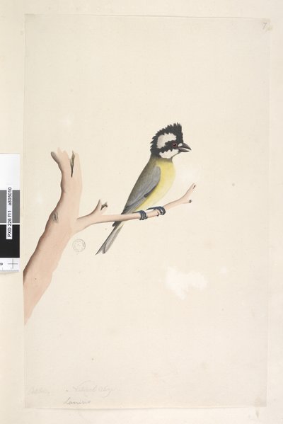 11. oldal Lanius. fenti cím más kézben október. Természetes méretű tarajos cica, Falcunculus frontatus cinege, 1791-92 alkotó: Unknown artist