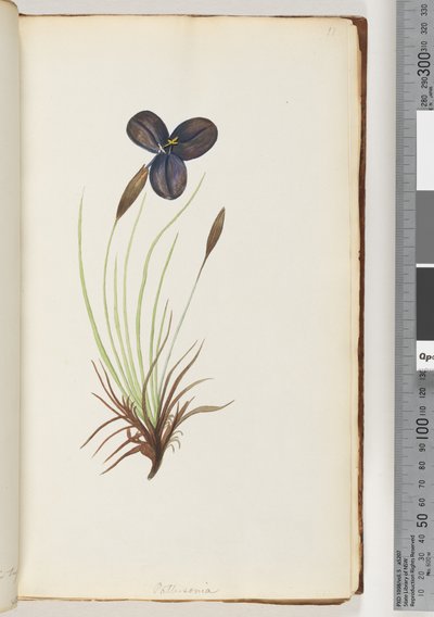 11. oldal Pattersonia alkotó: Unknown artist