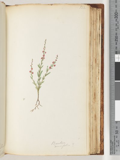 122. oldal. Baeckea densifolia, esetleg alkotó: Unknown artist