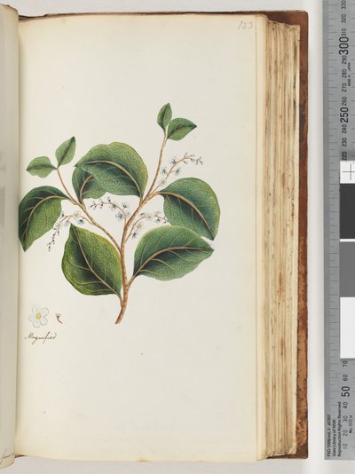 123. oldal: recto nagyítva alkotó: Unknown artist