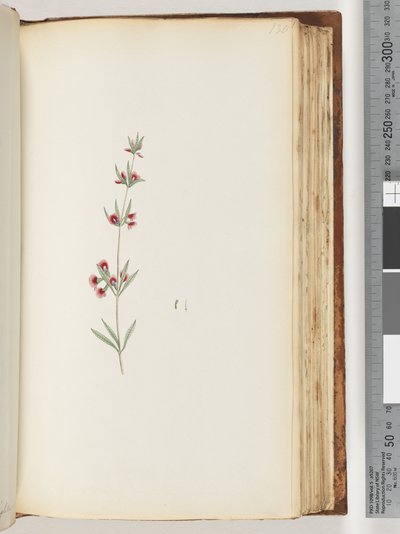 130. oldal. Azonosítatlan növény alkotó: Unknown artist