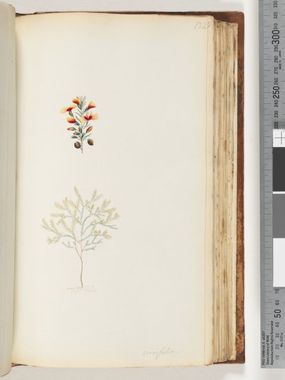 132. oldal Ericifolia alkotó: Unknown artist