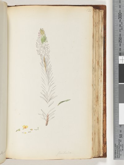 133. oldal Floribunda befejezetlen rajz alkotó: Unknown artist