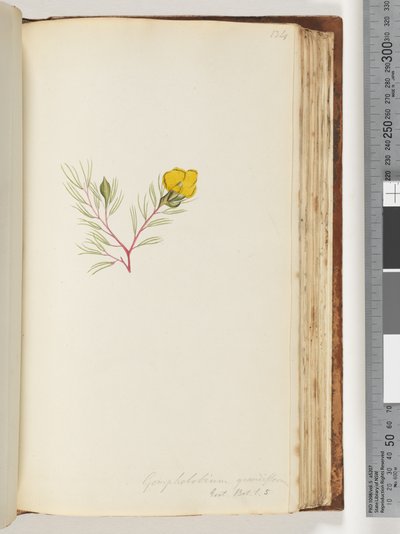 134. oldal Gompholobium grandiflorum / Exot. Bot. t. 5 alkotó: Unknown artist