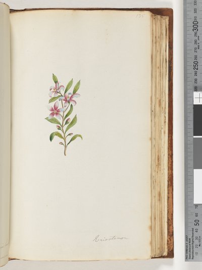 135. oldal Eriostemon alkotó: Unknown artist