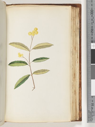 140. oldal Azonosítatlan virág, 1794. október alkotó: Unknown artist