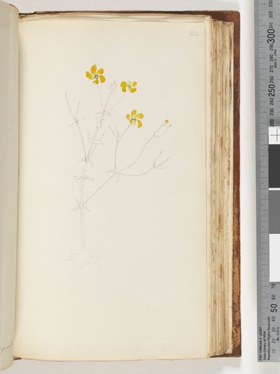 142. oldal Nincs felirat, befejezetlen rajz, azonosítatlan növény alkotó: Unknown artist