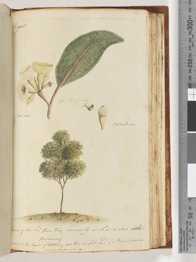 149. oldal Természetes méret, a vörös gumifa egyik fajtája, amelyet északnyugaton általában mahagóninak hívnak alkotó: Unknown artist