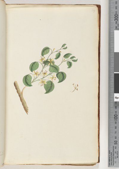 14. oldal. Azonosítatlan növény alkotó: Unknown artist