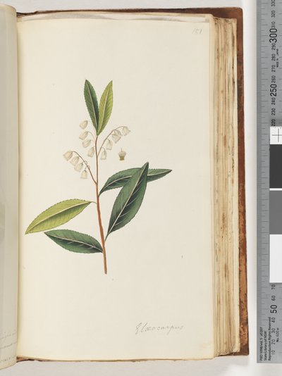 151. oldal Elaeocarpus alkotó: Unknown artist