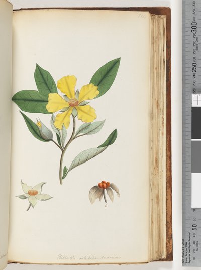 154. oldal Hibbertia volubilis / Andrews Guinea Flower alkotó: Unknown artist