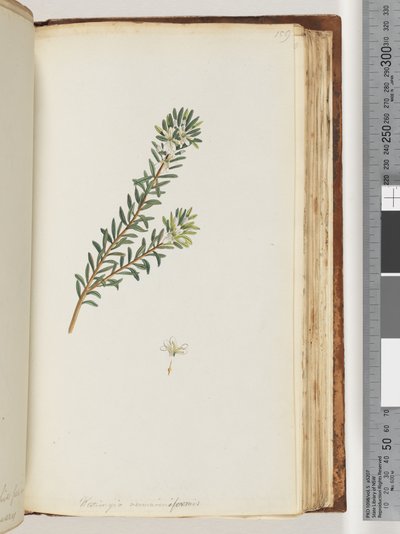 159. oldal Westringea rosmariniformis alkotó: Unknown artist