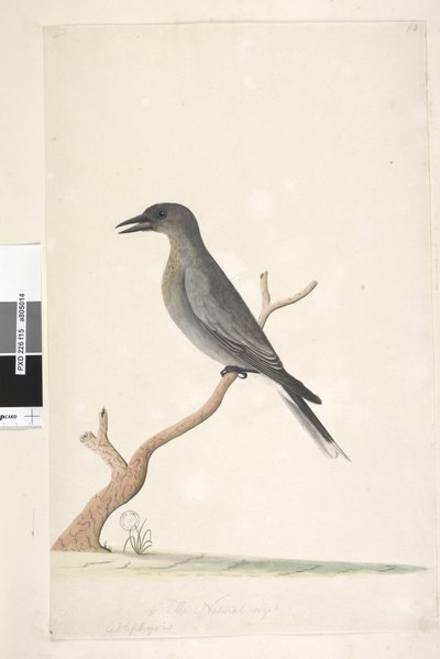 15. oldal Ceblephyris. a cím felett más kézben a természetes méret Gray Currawong Strepera versicolor, 1791-92 alkotó: Unknown artist