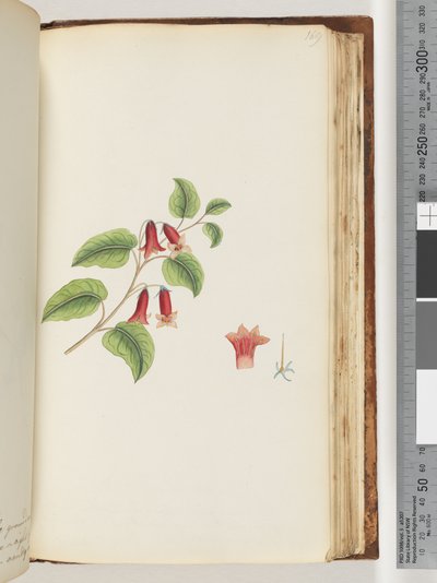 169. oldal Névtelen virágzó növény alkotó: Unknown artist